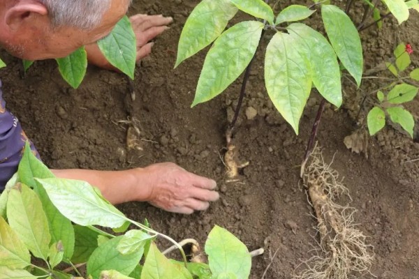 人参全株是什么形状,其顶部带着细小的尖针