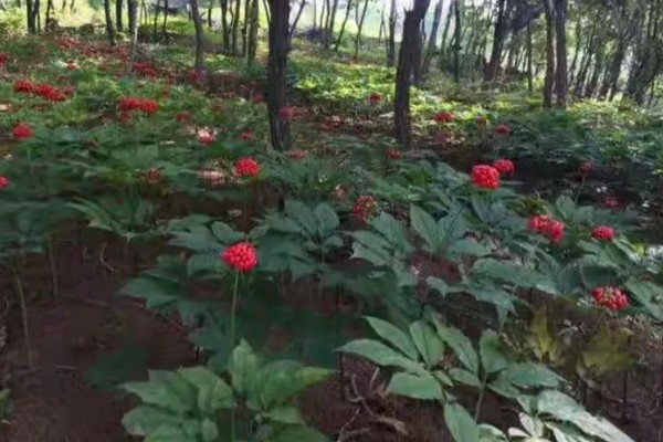 人参全株是什么形状,其顶部带着细小的尖针