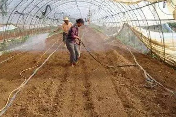 人参全株是什么形状,其顶部带着细小的尖针