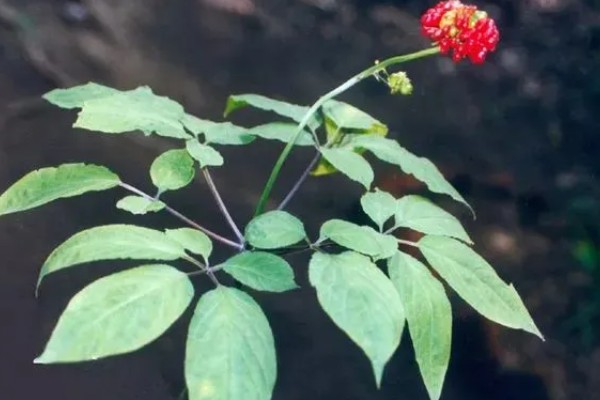 人参全株是什么形状,其顶部带着细小的尖针