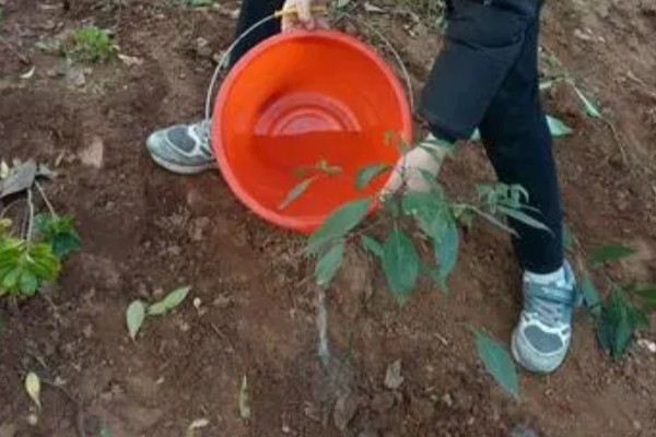 人参全株是什么形状,其顶部带着细小的尖针