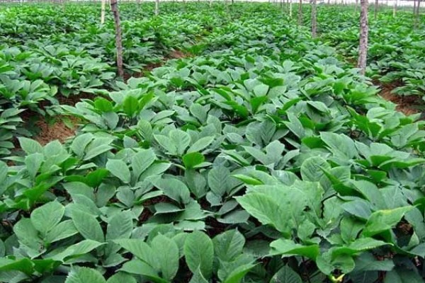 人参全株是什么形状,其顶部带着细小的尖针