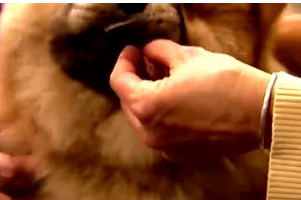 松狮犬患上犬瘟热如何处理，注射利巴韦林等药物具有疗效