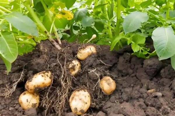 土豆的收获时间,南方地区一般在2-3月份收获