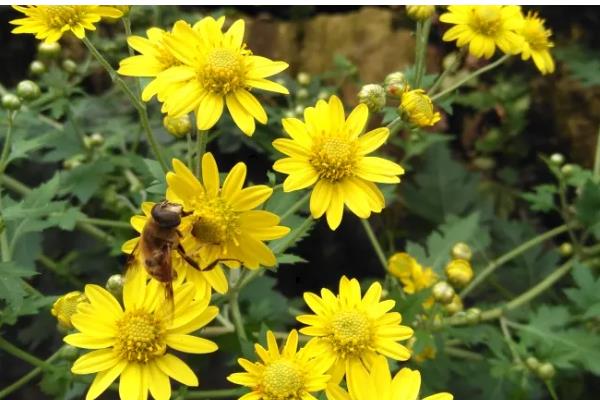 野菊花的品种，分为甘菊、毛华菊、楔叶菊等7种