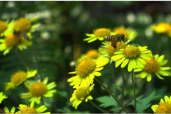 野菊花的品种，分为甘菊、毛华菊、楔叶菊等7种