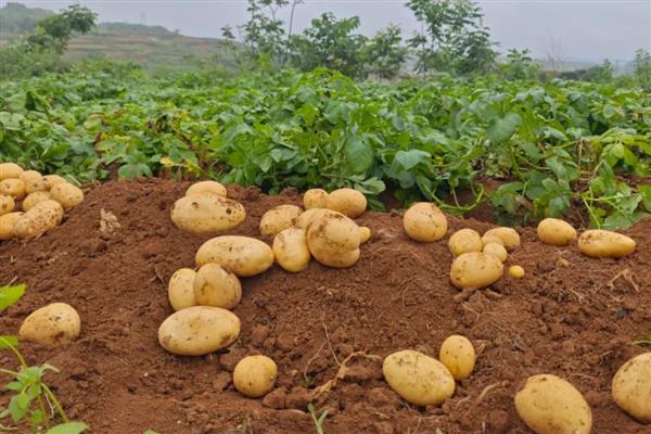 土豆的收获时间,南方地区一般在2-3月份收获