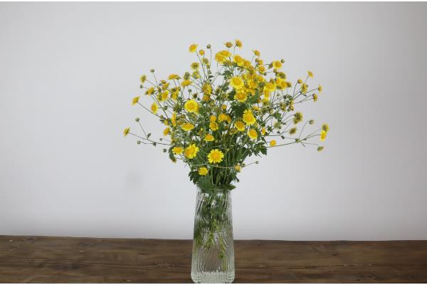 野菊花的品种，分为甘菊、毛华菊、楔叶菊等7种