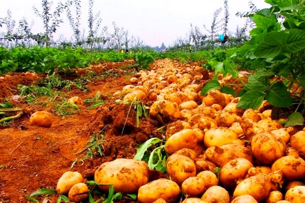 土豆的收获时间,南方地区一般在2-3月份收获