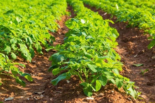 土豆的收获时间,南方地区一般在2-3月份收获