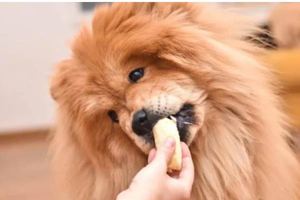 松狮犬患上犬瘟热如何处理，注射利巴韦林等药物具有疗效