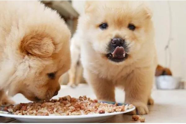 松狮犬患上犬瘟热如何处理，注射利巴韦林等药物具有疗效