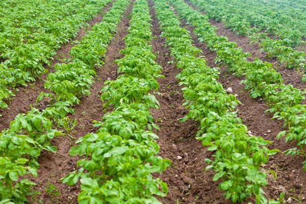 土豆的收获时间,南方地区一般在2-3月份收获