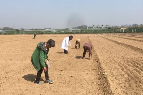 夏枯草怎么种植,点播每穴播种8-10粒