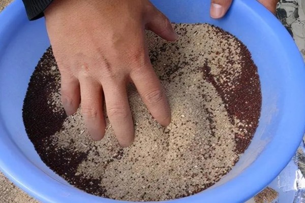 夏枯草怎么种植,点播每穴播种8-10粒