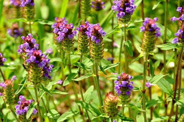 夏枯草怎么种植,点播每穴播种8-10粒