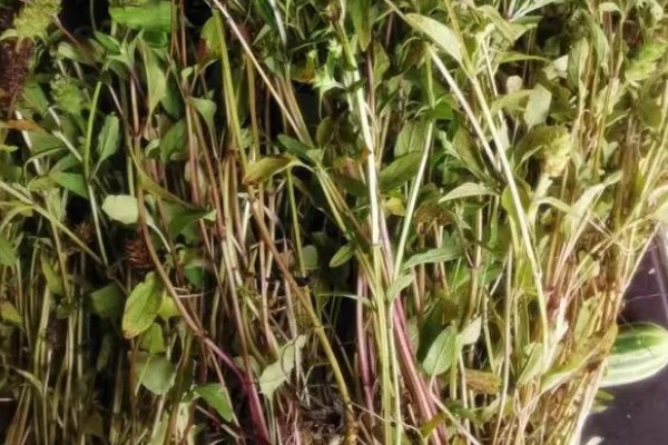 夏枯草怎么种植,点播每穴播种8-10粒