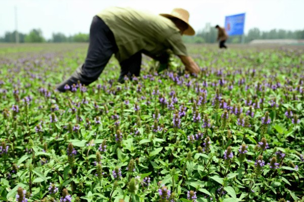夏枯草怎么种植,点播每穴播种8-10粒