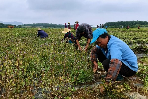 夏枯草怎么种植,点播每穴播种8-10粒