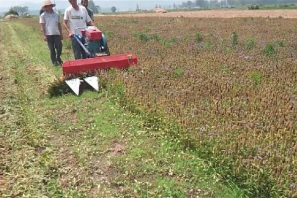 夏枯草怎么种植,点播每穴播种8-10粒
