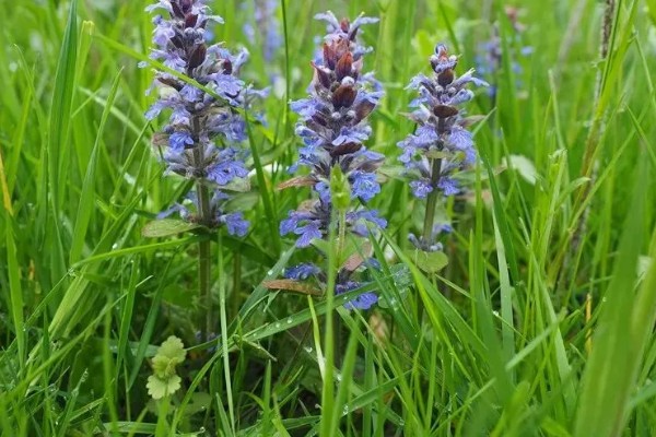 夏枯草怎么种植,点播每穴播种8-10粒