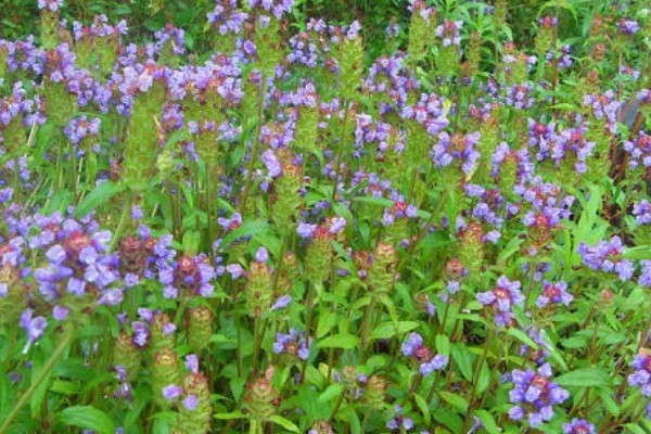 夏枯草怎么种植,点播每穴播种8-10粒