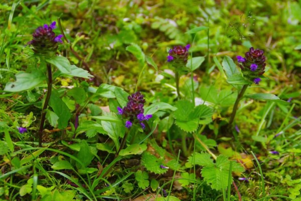 夏枯草怎么种植,点播每穴播种8-10粒