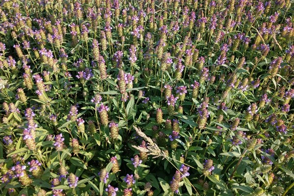 夏枯草怎么种植,点播每穴播种8-10粒