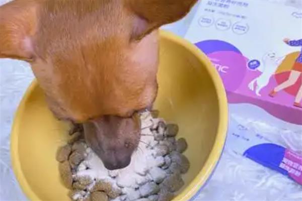 益生菌能让狗狗吃吗，出现挑食、便秘等症状时可以饲喂