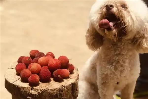益生菌能让狗狗吃吗，出现挑食、便秘等症状时可以饲喂
