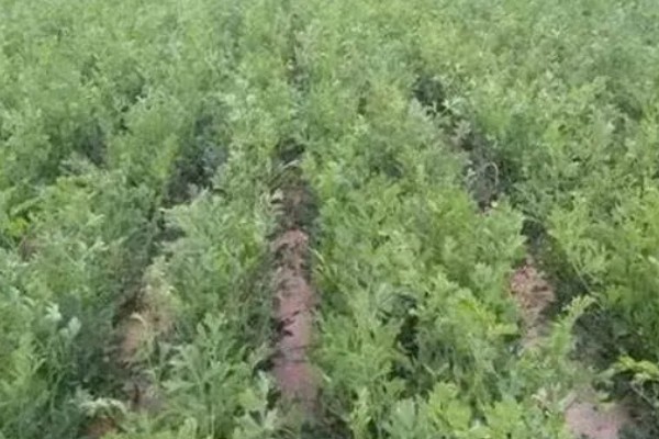 防风的亩产量，一般为200-300公斤左右