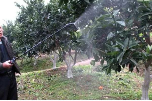 蚧壳虫适合什么时候防治,卵期和若虫期是适宜时期