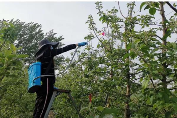 蚧壳虫适合什么时候防治,卵期和若虫期是适宜时期