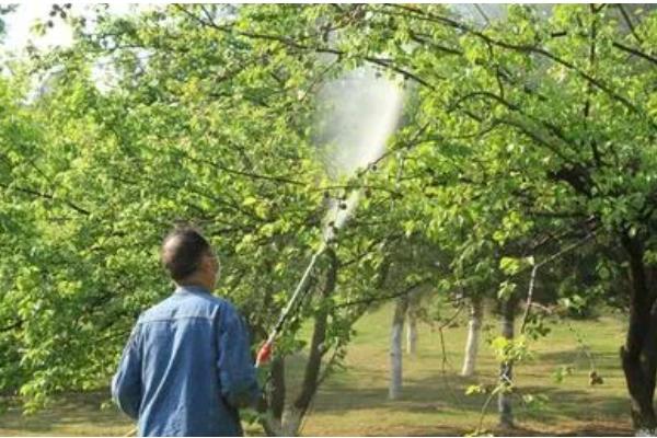 蚧壳虫适合什么时候防治,卵期和若虫期是适宜时期