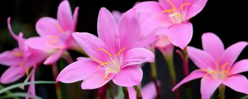 哪些植物可以预报天气，大雨将至时河底的青苔会浮出水面