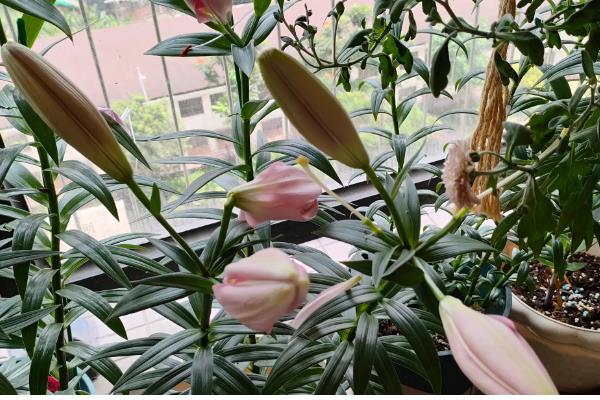 百合鲜切花的花苞为什么不开放，可能是缺光、过度浇水等因素所致