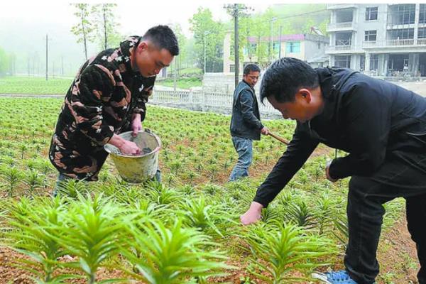 百合鲜切花的花苞为什么不开放，可能是缺光、过度浇水等因素所致