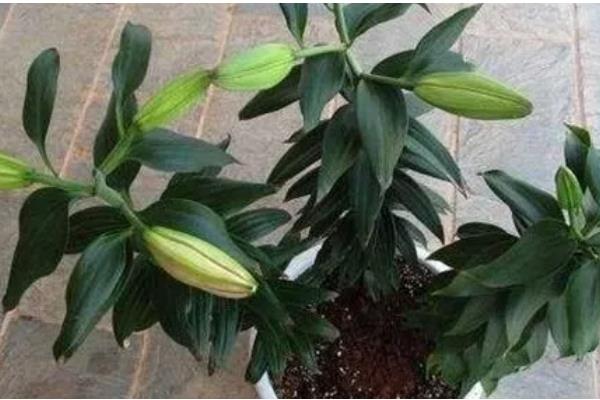 百合鲜切花的花苞为什么不开放，可能是缺光、过度浇水等因素所致