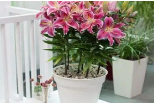 百合鲜切花的花苞为什么不开放，可能是缺光、过度浇水等因素所致