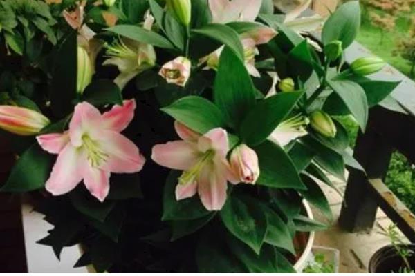 百合鲜切花的花苞为什么不开放，可能是缺光、过度浇水等因素所致