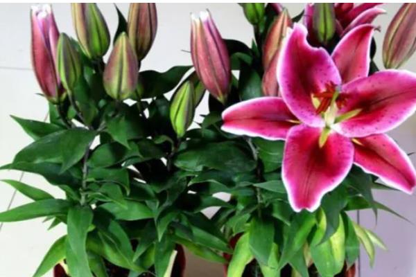 百合鲜切花的花苞为什么不开放，可能是缺光、过度浇水等因素所致