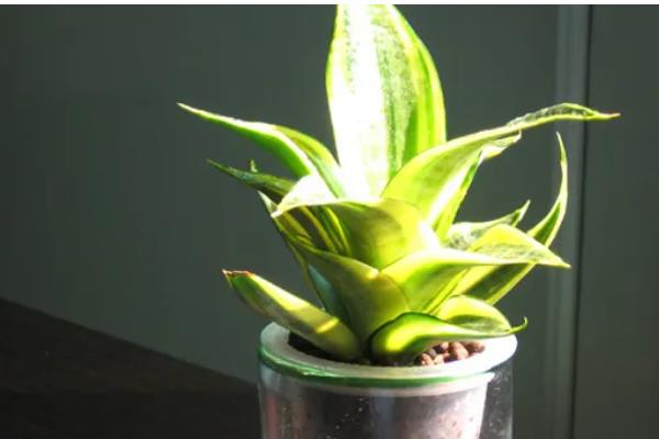 虎皮兰可以水培吗，能水培也能土培