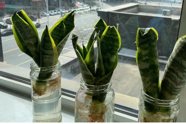 虎皮兰可以水培吗，能水培也能土培