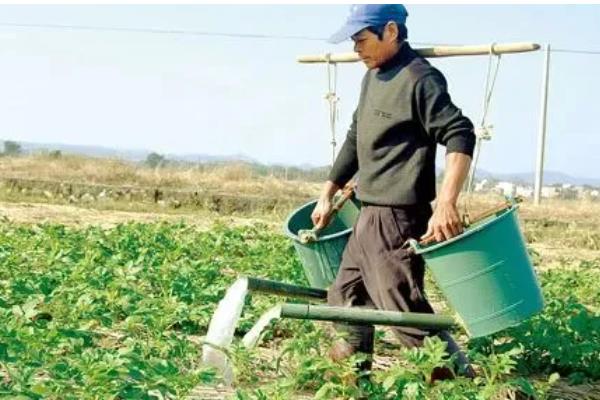 过磷酸钙适合哪些植物，广泛适用于水稻、小麦、玉米等