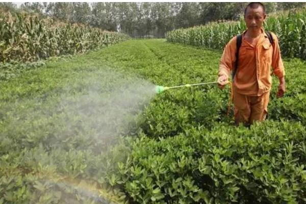 过磷酸钙适合哪些植物，广泛适用于水稻、小麦、玉米等