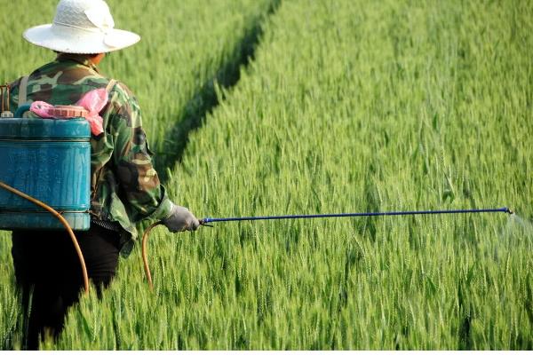 过磷酸钙适合哪些植物，广泛适用于水稻、小麦、玉米等