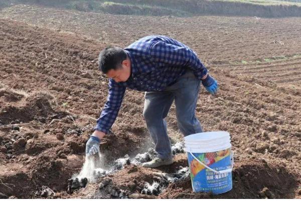 过磷酸钙适合哪些植物，广泛适用于水稻、小麦、玉米等