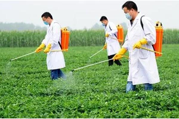 过磷酸钙适合哪些植物，广泛适用于水稻、小麦、玉米等