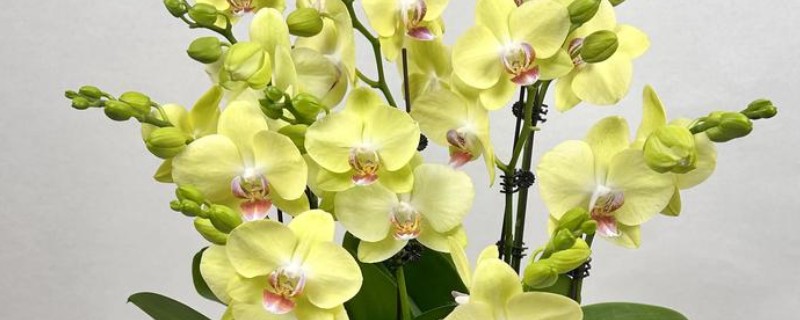 蝴蝶兰的花语，寓意鸿运当头、珍贵友谊等