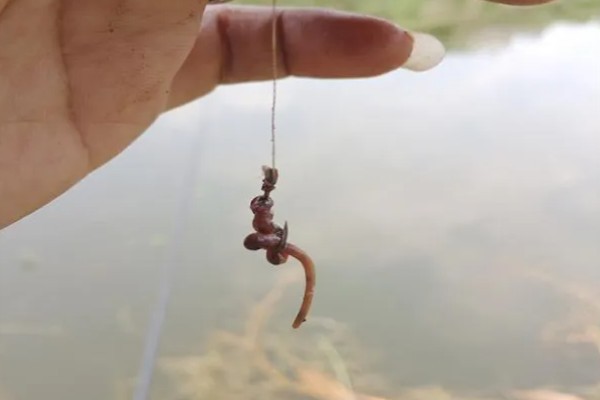 下雪后钓鱼用什么鱼饵,首选蚯蚓、红虫、面包虫等